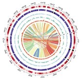 彭成團(tuán)隊在Frontiers in Plant Science發(fā)表分析姜黃素的生物合成以及塊根發(fā)育相關(guān)的研究成果