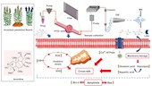 張藝研究員團(tuán)隊在《Journal of pharmaceutical analysis》發(fā)表基于微流控芯片-質(zhì)譜聯(lián)用探究烏頭堿神經(jīng)毒性機(jī)制的相關(guān)研究成果