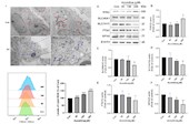 彭成研究員團隊在《Journal of Ethnopharmacology》發(fā)表烏頭類中藥中烏頭堿致神經(jīng)毒性新機制研究成果