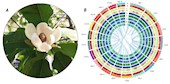 彭成團(tuán)隊(duì)在Frontiers in Plant Science發(fā)表厚樸比較基因組解析其花香、耐寒性相關(guān)研究成果