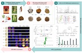 張藝研究員團隊在《Arabian Journal of Chemistry》發(fā)表藏藥糌粑制鐵棒錘炮制機制研究成果