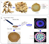 實驗室在《Food Chemistry》發(fā)表DESI質(zhì)譜成像-空間代謝組學(xué)聯(lián)用分析西洋參不同微區(qū)差異成分的研究成果