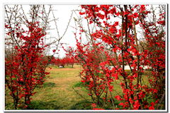 海棠花開(kāi)（龐利紅/攝）