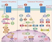 我校學者在Molecular Cancer發(fā)表關于結直腸癌中Wnt信號通路的論述