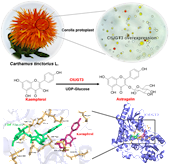 彭成、裴瑾教授團隊在中藥紅花有效成分生物合成途徑解析方面取得了新進展 