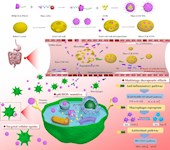 實驗室在《Journal of Nanobiotechnology》發(fā)表姜黃素超分子微納米口服遞藥系統(tǒng)研究成果